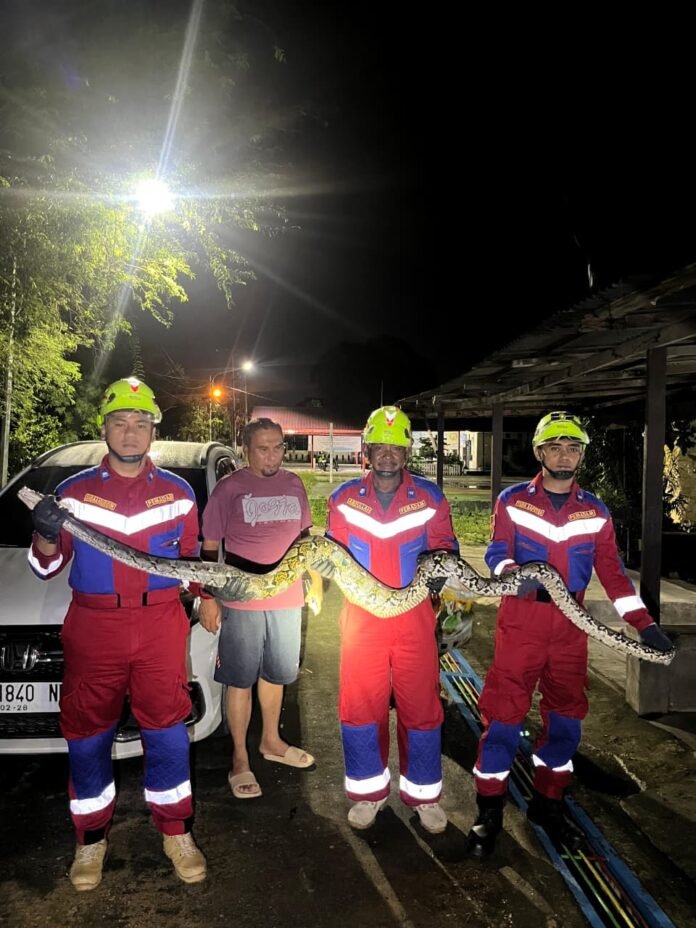 Seekor ular piton menggegerkan warga RT 05 Kelurahan Gunung Elai, Kecamatan Bontang Utara